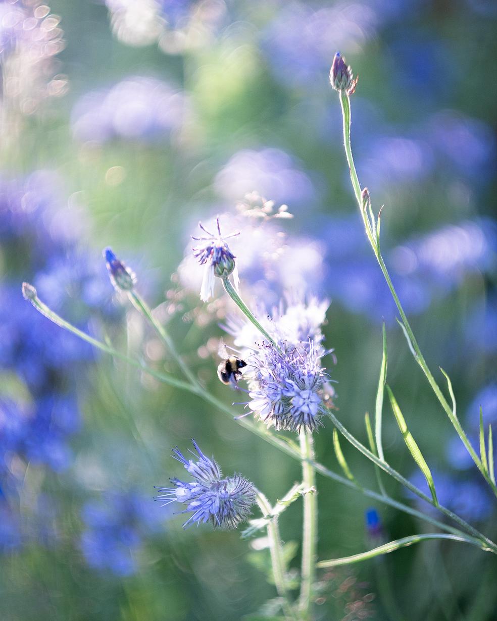 Aamujooga- ja meditaatiokurssi - energiaa ja tyyneyttä by SaivoYoga